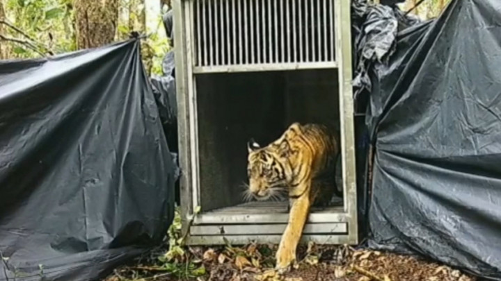 Harimau Sumatera Yang Meresahkan Warga di Kabupaten Pelalawan Berhasil Diamankan