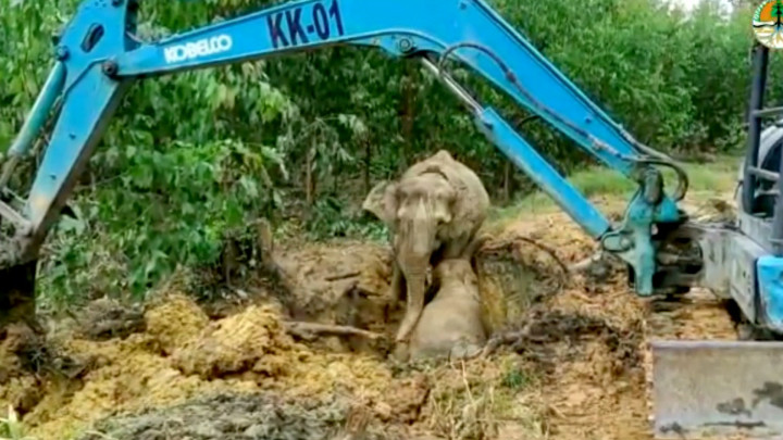 Penyelamatan Anak Gajah Sumatera yang Terperosok di Parit Berlangsung Dramatis