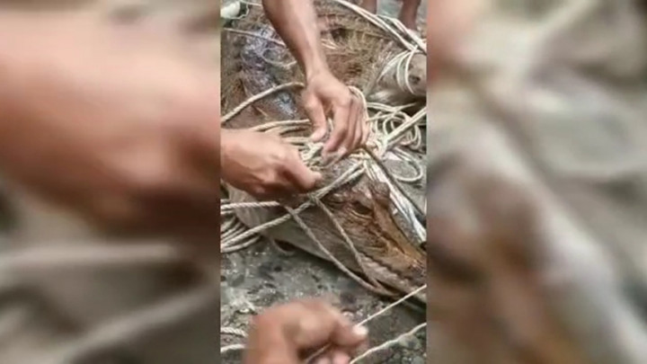 Viral! Seekor Buaya Muncul di Tengah Banjir Kabupaten Kapuas Hulu