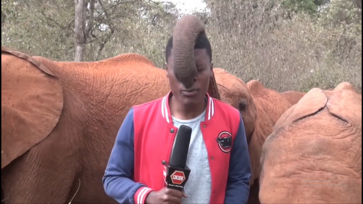 Momen Anak Gajah Jail Ganggu Jurnalis asal Kenya saat Melaporkan Berita