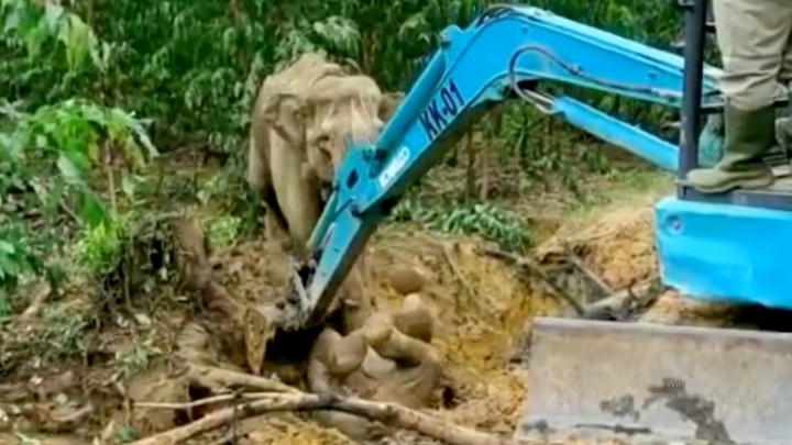 Dramatis! Proses Penyelamatan Anak Gajah yang Terperosok ke parit di Riau