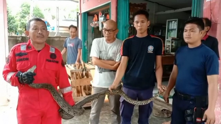 Dampak Musim Hujan, Seekor Ular Sanca Bersarang di Teras Rumah Warga