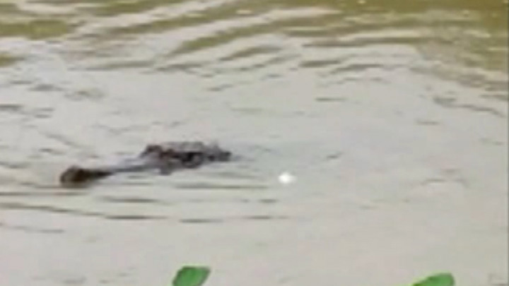 Meresahkan, Buaya Sepanjang 3,5 Meter Muncul di Sungai Ketuan Sumsel