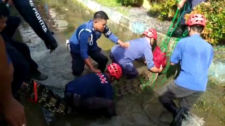 Geger! Seekor Buaya Ditemukan Terjebak di Saluran Air Permukiman Warga