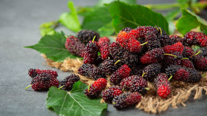 Manfaat Buah Murbei untuk Kesehatan, Salah Satunya Cegah Perlemakan Hati