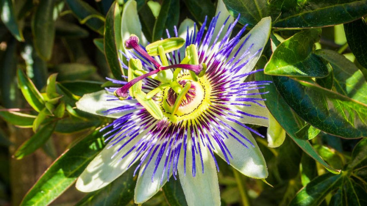 Diklaim Bisa Mengatasi Masalah Kesehatan, Ini 6 Khasiat Passion Flower