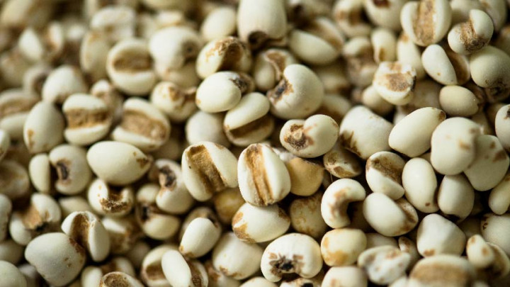 Barley, Jenis Biji-bijian Kaya Serat untuk Kesehatan Tubuh