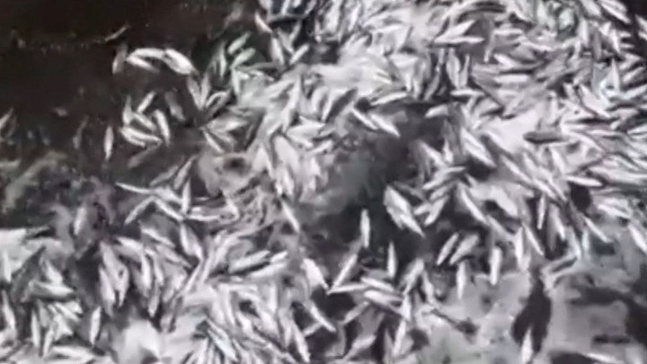 Viral! Ribuan Ikan Terdampar di Pantai Mutiara Jakarta