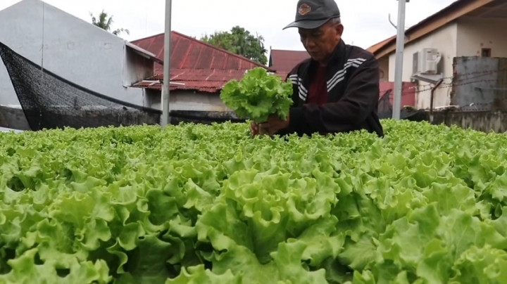 Isi Masa Pensiun Dengan Bercocok Tanam, Seorang Pensiunan RRI Raup Cuan hingga Jutaan Rupiah