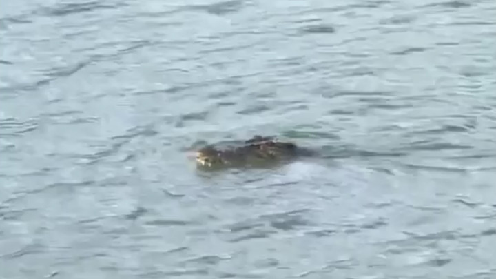 Warga Polman Digegerkan Munculnya Buaya di Sungai Pasca Diterjang Banjir