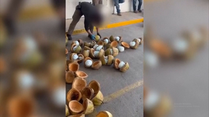 Penyelundupan 300 Kg Narkoba di Dalam Kelapa Berhasil Digagalkan