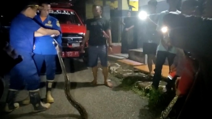 Ular Piton Mangsa Puluhan Ternak Warga Kota Bengkulu
