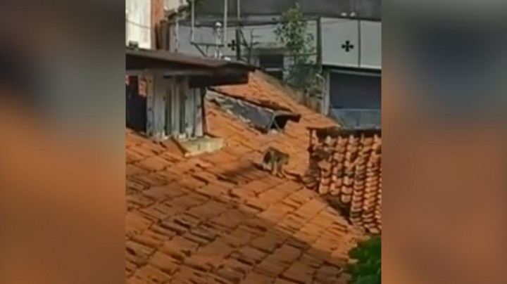 Meresahkan, Seekor Monyet Berkeliaran di Pemukiman Warga