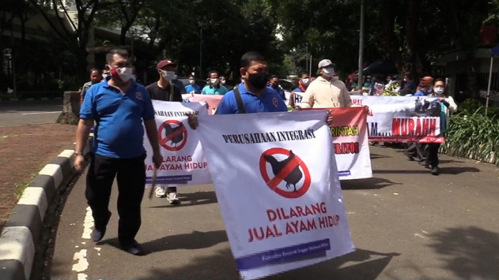 Peternak Ayam Geruduk Kantor Kemenko Perekonomian Minta Pakan Diturunkan