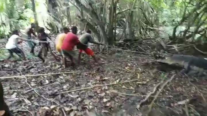 Heboh! Warga Tangkap Buaya 'Raksasa' Berukuran 4,9 Meter