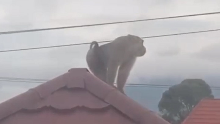Viral! Monyet Besar Teror Warga di Bengkulu