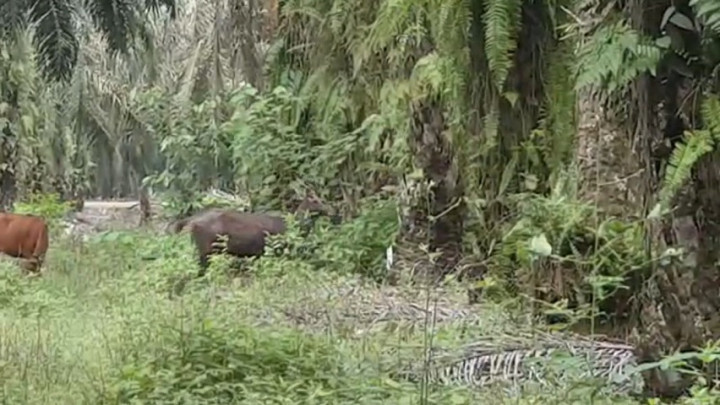 Seekor Rusa Langka Ditemukan Muncul di Perkebunan Sawit di Riau