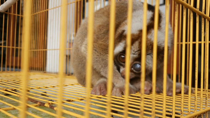 Damkar Mengevakuasi Primata Langka di Rumah Warga