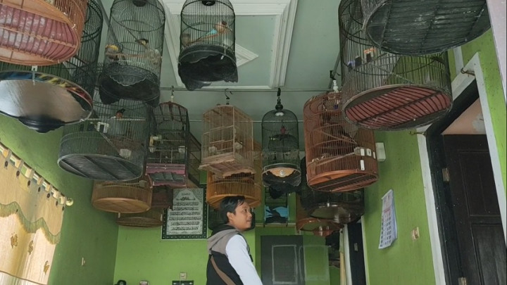 Unik! Ada Sekolah Burung Murai di Bojonegoro