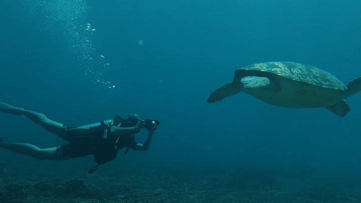 Dag Dig Dug! Sensasi Menyelam Bareng Penyu di Gili Trawangan