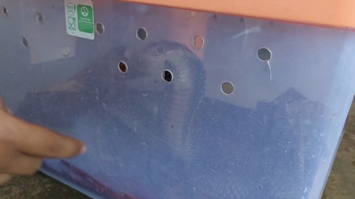 Habitatnya Tergenang Banjir, Ular Kobra Sepanjang 1,5 M Masuk Permukiman Warga