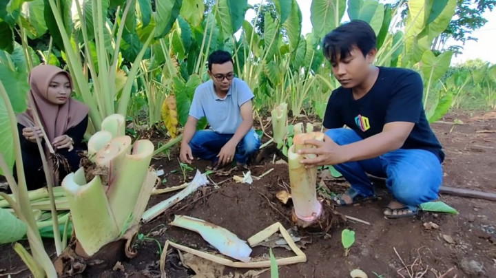 Petani Milenial di Gresik Sukses Budidaya Talas Jumbo, Raih Omzet Hingga Ratusan Juta