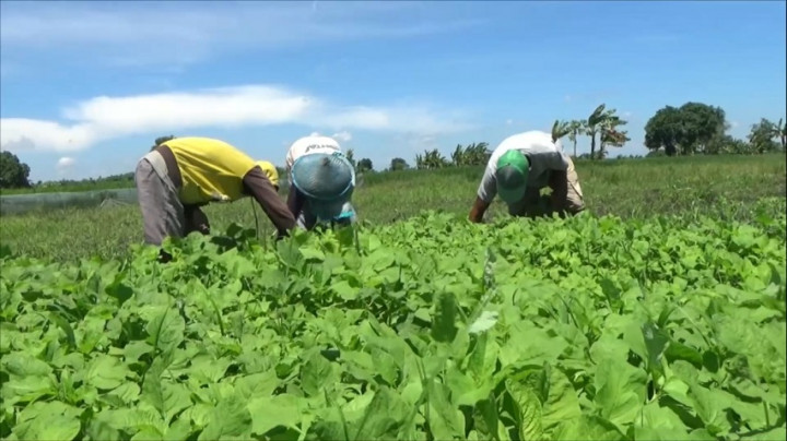 Petani Milenial di Gresik Sulap Lahan Langganan Banjir Jadi Kebun Sayur