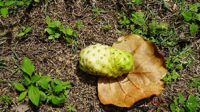 Meski Rasanya Getir, Buah Mengkudu Padat Manfaat untuk Kesehatan