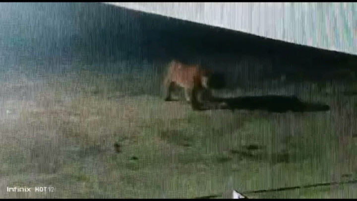 Harimau Sumatera Masuk Kota Siak, Warga Diimbau Waspada