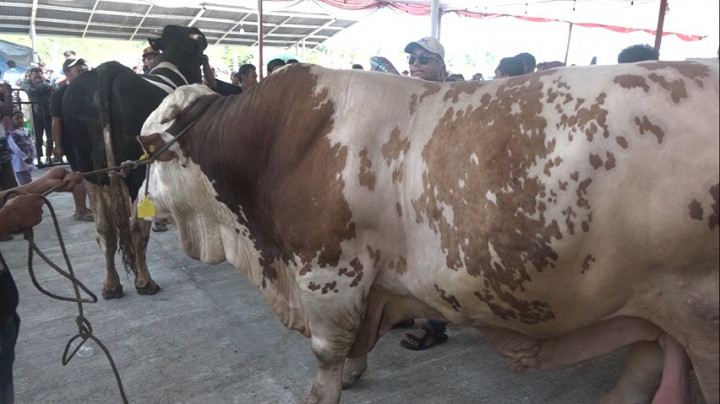 Wow! Sejumlah Sapi Raksasa Muncul Dalam Kontes Sapi 2023 di Karawang
