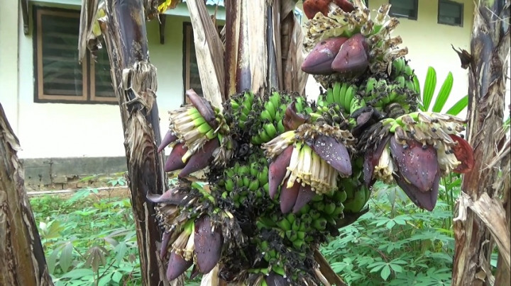 Unik! Sebuah Pohon Pisang Berbuah di Tengah Batang hingga Memiliki 6 Jantung