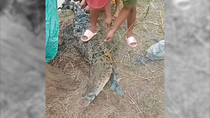 Kerap Meneror, Warga Tangkap Buaya Sepanjang 3 Meter