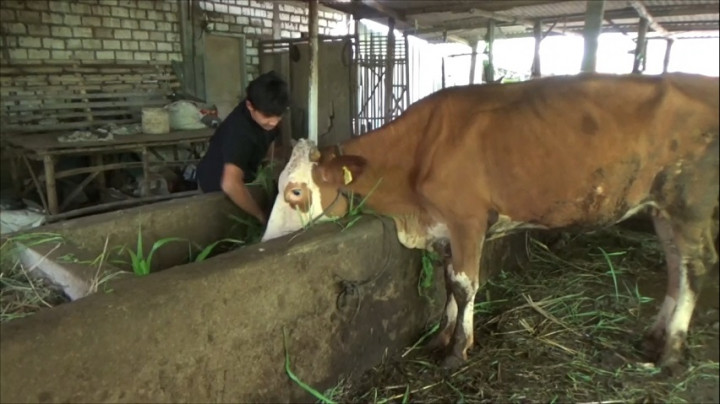 Dampak Liga 2 Dihentikan, Pemain Gresik United Jadi Peternak Sapi di Kampung