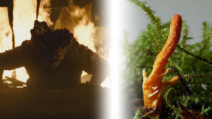 Jamur Cordyceps, Awal Dari Wabah Zombie di Film The Last of Us