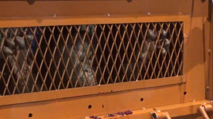 Hampir Diselundupkan, Anak Orangutan Asal Kalimantan Berhasil Dipulangkan