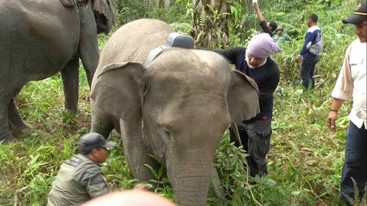 Demi Mencegah Perburuan Liar, Gajah Sumatera di Riau Dipasangi Alat GPS