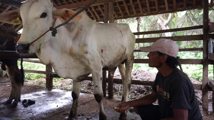 Ratusan Sapi di Purworejo Terjangkit LSD