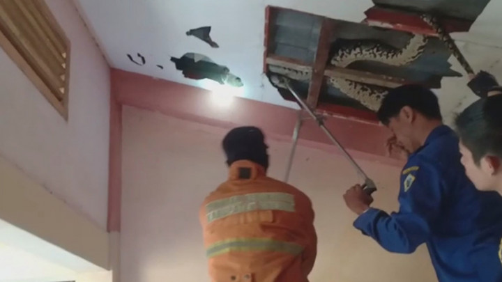 Dramatis! Proses Evakuasi Ular Piton di Atas Plafon Sekolahan