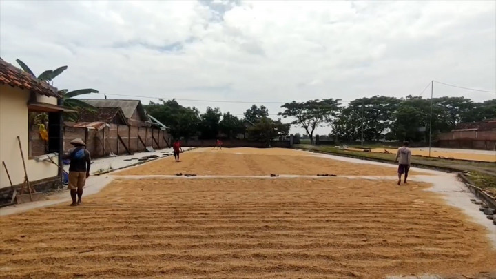 Pasokan Padi Kering Langka, Harga Beras Terus Melambung