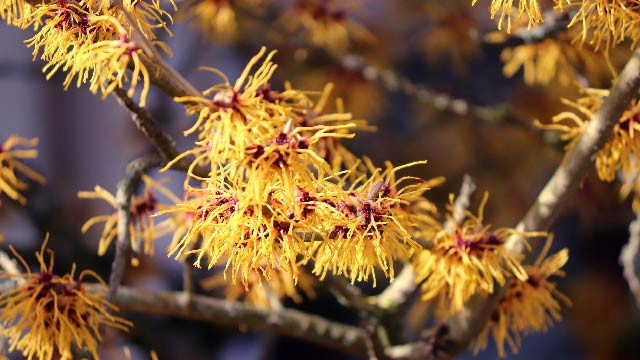 Witch Hazel, Tanaman Herbal untuk Penunjang Kesehatan Tubuh