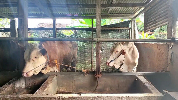 Penyakit LSD Sapi di Pacitan Meluas hingga 7 kecamatan, 29 Sapi Terpapar