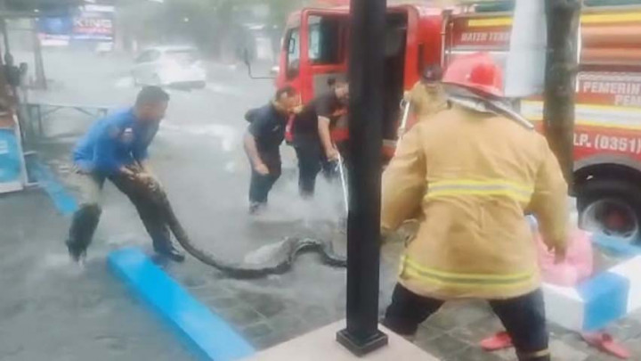 Dramatis! Penangkapan Ular Piton Sepanjang 5 Meter Buat Warga Heboh