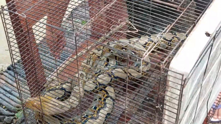 Diterjang Banjir, Warga Kudus Digegerkan dengan Ular Piton Sepanjang 2,5 Meter