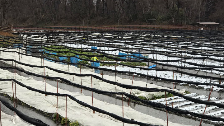Menyusuri tempat Budi Daya Wasabi di Nagano Jepang