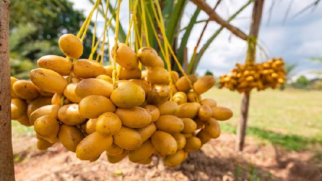 5 Manfaat Kurma Muda, Dikenal Baik untuk Program Hamil