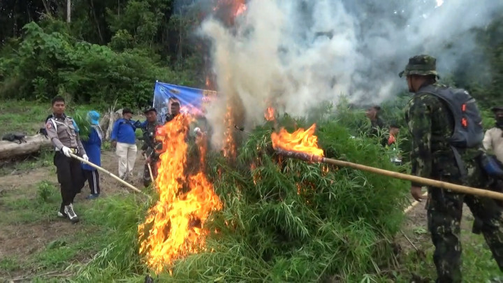 BNN Provinsi Aceh Musnahkan 2,5 Hektar Ladang Ganja