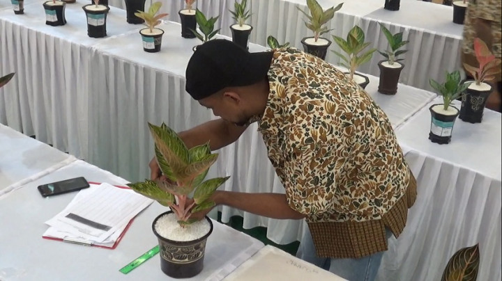 Wih! Kontes Tanaman Hias Aglaonema, Harganya Bisa Mencapai Ratusan Juta