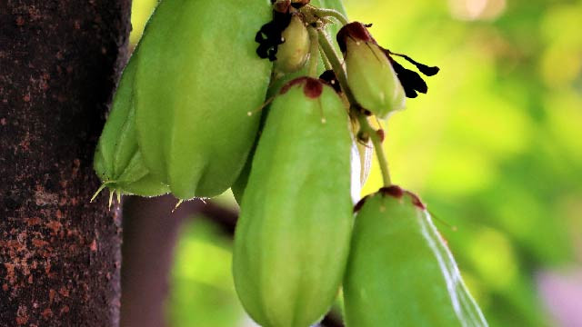 5 Manfaat Belimbing Wuluh untuk Kesehatan Tubuh dan Wajah