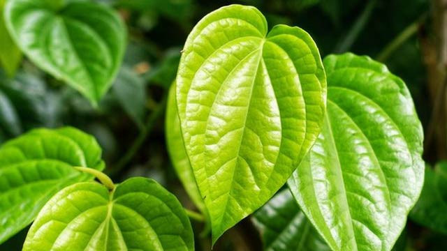 Khasiat Daun Sirih untuk Kesehatan, Sembuhkan Luka dan Hentikan Mimisan