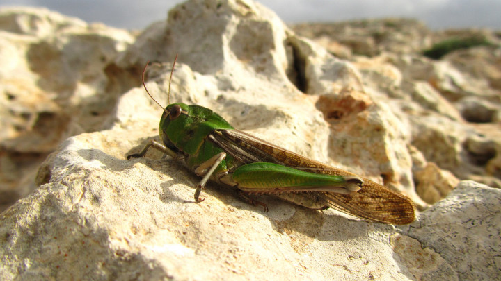 Sumber Protein Melebihi Daging, Ini 7 Manfaat Belalang Goreng